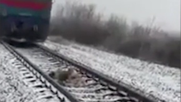 Un câine a stat două zile acoperit de zăpadă, între sinele de tren, pentru a-şi proteja prietenul imobilizat