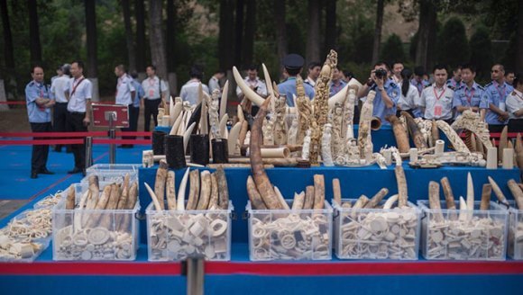 China anunţă că va interzice în totalitate comerţul cu fildeş până la sfârşitul anului 2017