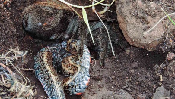 O tarantulă a omorât un şarpe, folosindu-şi doar colţii neveninoşi