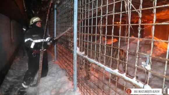 Incendiu la Circul Globus: 11 animale au murit