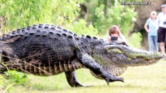Un aligator uriaş a înspăimântat turiştii din Florida. ''Ăsta chiar este un dinozaur'' - VIDEO