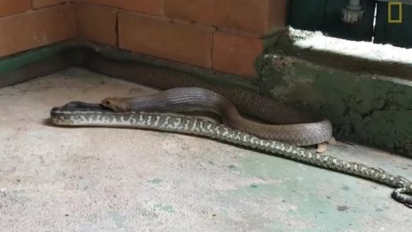 Un şarpe veninos înghite un întreg piton de aceeaşi dimensiune - VIDEO