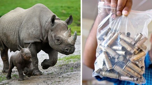 Strategie controversată: 50 de braconieri au fost împuşcaţi până acum, pentru a proteja rinocerii - Galerie Foto