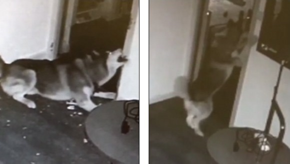 “Who let the dogs out?” Un husky a scăpat din cuşcă şi a eliberat şi celelalte animale dintr-o clinică veterinară din China - VIDEO