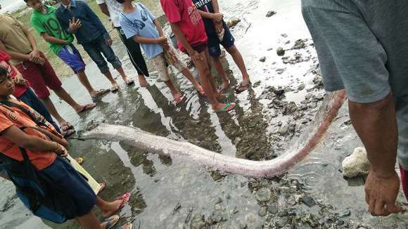 Mai mulţi peşti-vâslă uriaşi au eşuat pe plajele din Filipine. “Ar putea prezice iminenţa unui cutremur puternic”