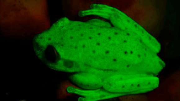A fost descoperită prima specie de broască fosforescentă