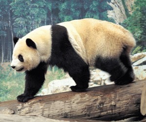 Ursul Panda