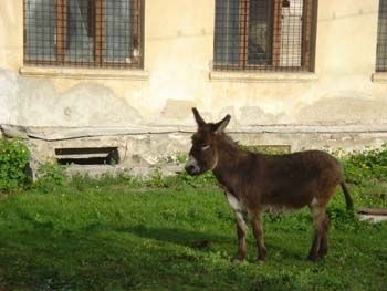 lungimea penisului măgarului