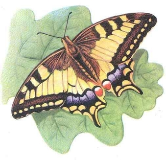Structura fluturelui matur