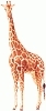 Girafa - cel mai inalt animal din lume