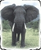 Elefantul 