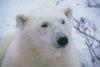 Specii de ursi: Ursul polar