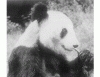Ursul panda