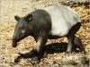 Tapirul 