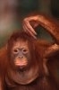 Orangutanii si fabula lui Esop