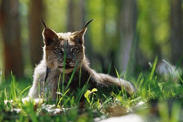 Rasul (Lynx lynx)