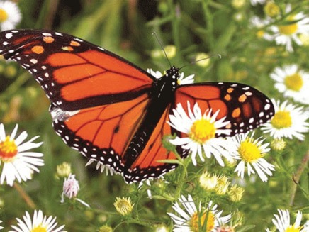 Fluturele monarh - Danaus plexippus