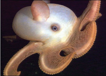 Grimpoteuthis - Dumbo octopus