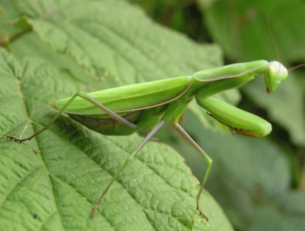 Calugarita (Mantis religiosa)