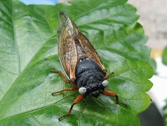 Cicadele (Magicicada septendecim)