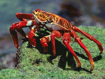 Crabul