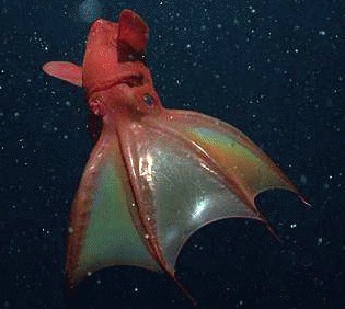 Vampirul Squid (Vampyroteuthis infernalis)