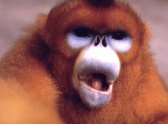 Maimuta aurie cu nasul carn (Rhinopithecus roxellana)
