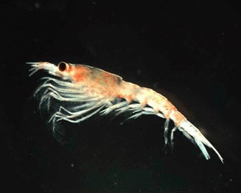 Krill-ul (Euphausia superba)