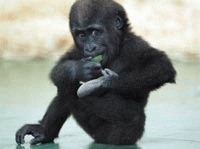   A doua gorila nascuta in China