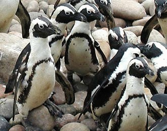Pinguinul african (Spheniscus demersus)