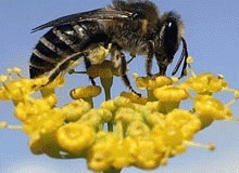   Albinele se avertizeaza una pe alta in legatura cu florile periculoase