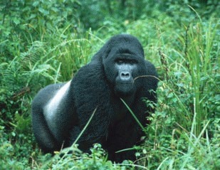 Gorilla beringei