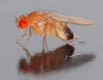 Drosofila si genetica (Drosophila melanogaster)
