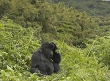   Gorilele sunt salvarea in lupta cu incalzirea globala