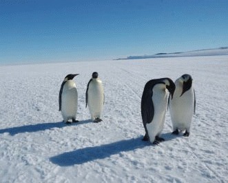 Pinguinii imperiali
