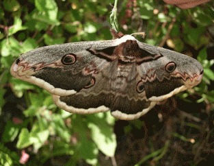 Fluturele de noapte ochi de paun (Saturnia pyri)
