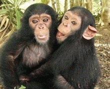 Si cimpanzeii pot fi altruisti