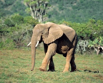 Elefantul asiatic (Elephas maximus)