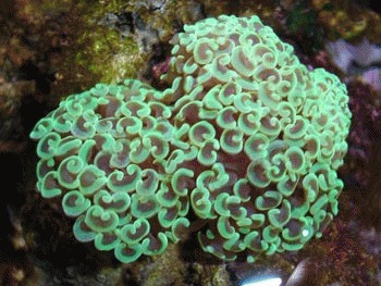 Coralii pietrosi (Euphyllia ancora)