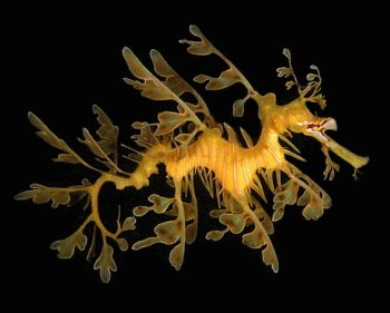 Dragonul de mare de tip frunza (Phycodurus eques)