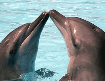 Intrebari si raspunsuri despre viata delfinilor