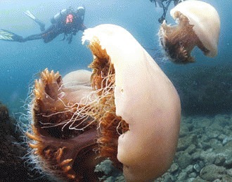 Meduza Nomura - monstrul oceanelor