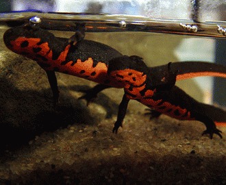 Salamandra chinezeasca cu burta de foc (I)