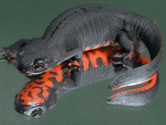 Salamandra chinezeasca cu burta de foc (II)