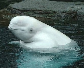 Balena beluga - fantoma marilor