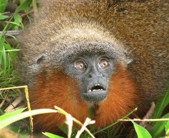 Maimuta Titi descoperita in Amazon