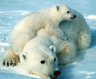 Ursul polar - o specie pe cale de disparitie?