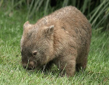 Wombatul (Vombatus ursinus)