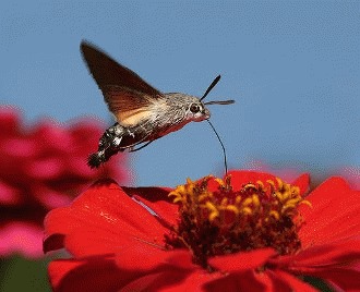 Molia colibri