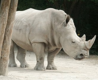 Rinocerul alb